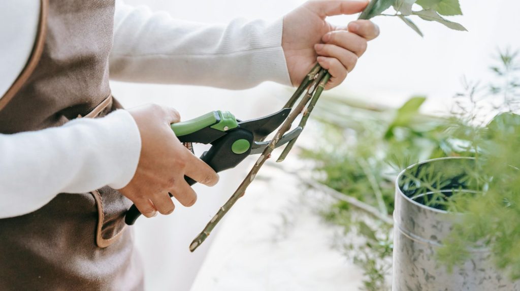 Cómo cortar tallos de flores correctamente Florista cortando el tallo de una rosa blanca con tijeras de floristería profesionales