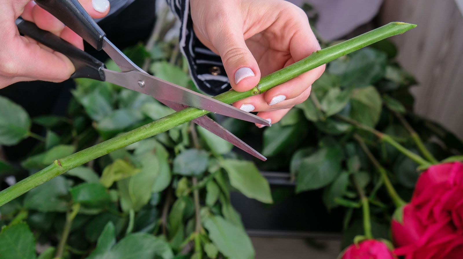 Cómo cortar los tallos de las flores para que duren más tiempo