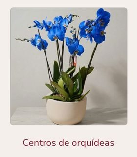 Centro de orquídeas Phalaenopsis en color azul. El centro esta hecho en una maceta decorativa en color claro. El conjunto está en una mesa.