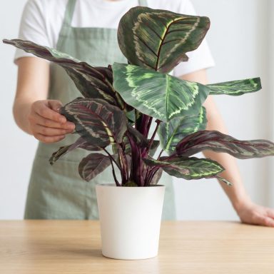 Calathea planta de interior. Florista revisando hojas de una Calathea encima de una mesa