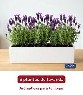 Plantas aromáticas en Rivas-Vaciamadrid Plantas aromáticas de lavanda con envío a Rivas-Vaciamadrid