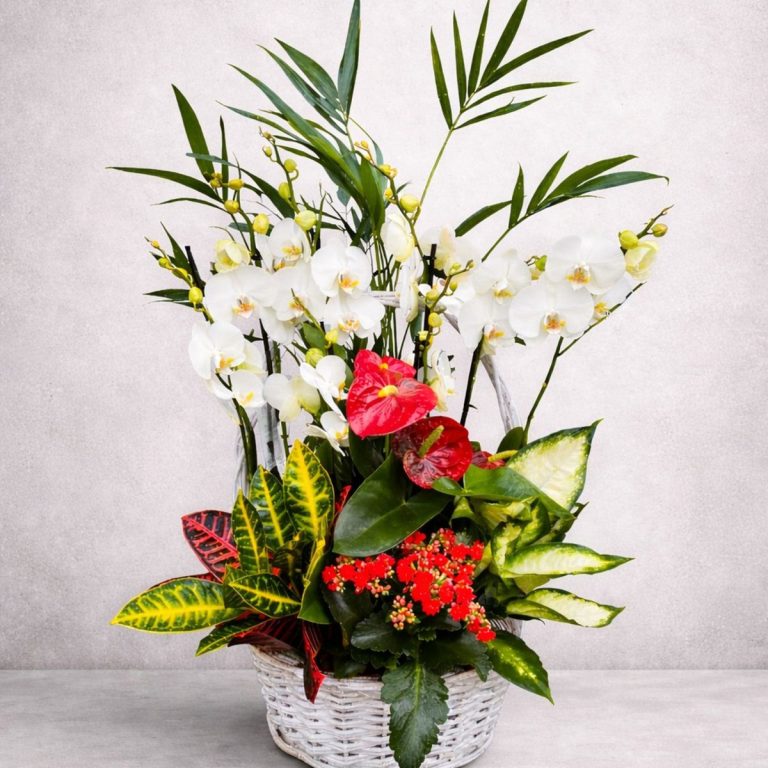 Cesta de plantas variadas con orquídeas