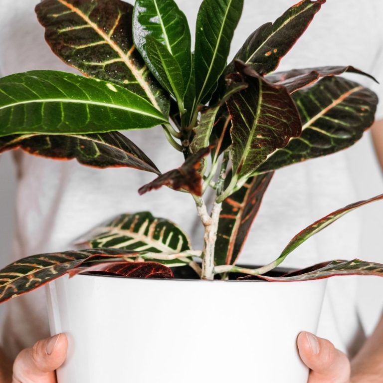 Planta de Croton Persona sujetando planta de interior para entrega en Valdemoro