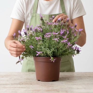 Planta aromática de lavanda. Planta aromática grande de lavanda, preparada por un florista para envío en Madrid.