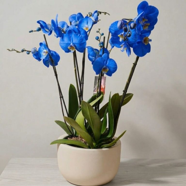 Centro de orquídeas phalaenopsis en color azul. El recipiente es de color crema. La composición esta colocada sobre una mesa.