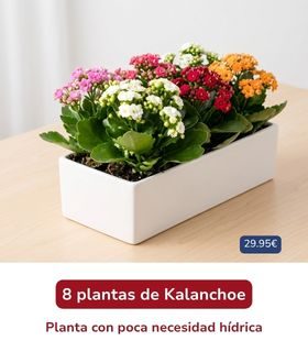 Plantas con flor de Kalanchoe Jardinera con plantas de Kalanchoe en diferentes colores. Envíos a Rivas-Vaciamadrid