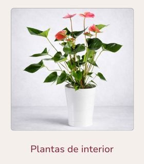 Planta de Anthurium rojo, colocado en una maceta decorativa en color blanco.
