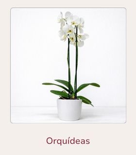 Orquídea Phalaenopsis con flores blancas, en una maceta decorativa en color blanco, sobre una mesa