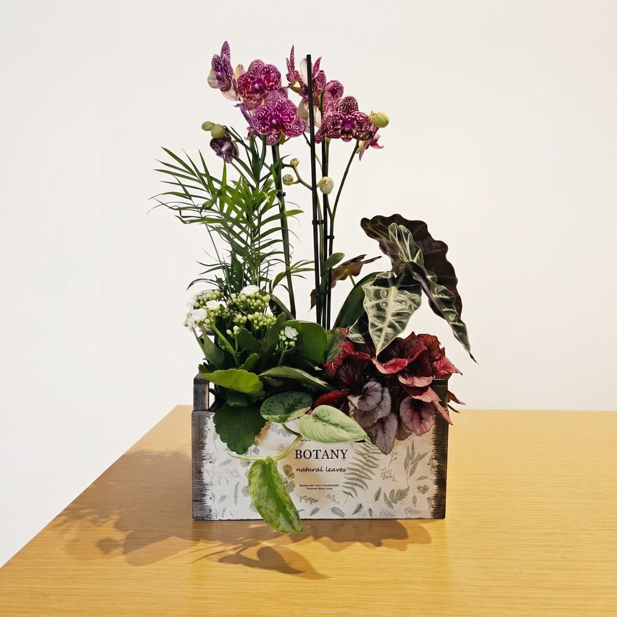 Cesta de plantas para cumpleaños. Cesta de plantas grande para cumpleaños, con variedades como orquídea, alocasia, begonia o chamaedorea