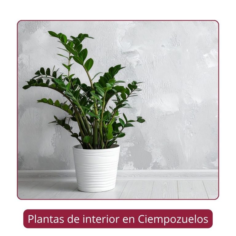 Planta Zamioculca en maceta decorativa blanca, colocada en el suelo
