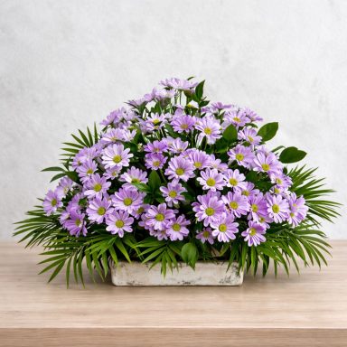 Centro Laura Centro de margaritas en color lila para funeral