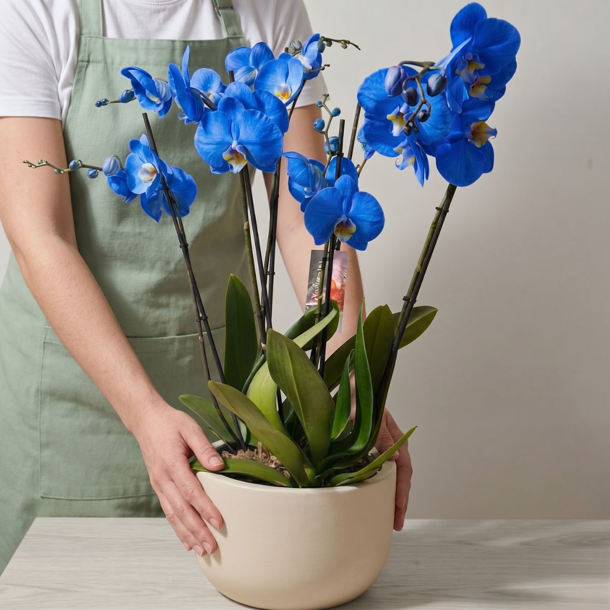 Orquídea Phalaenopsis Azul Centro de orquídeas phalaenopsis en color azul.