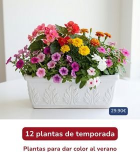 Plantas vivaces Rivas-VaciaMadrid Plantas de temporada de verano, con flores para exterior.