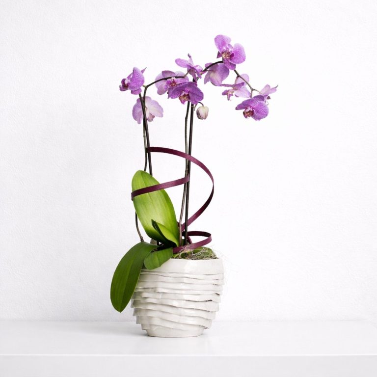 Centro de orquídea natural en maceta blanca