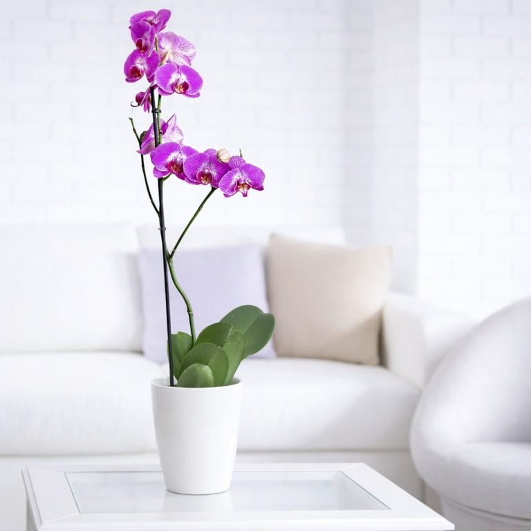 Planta de orquídea phalaenopsis en color fucsia en un salon