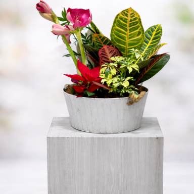 Centro con plantas de interior