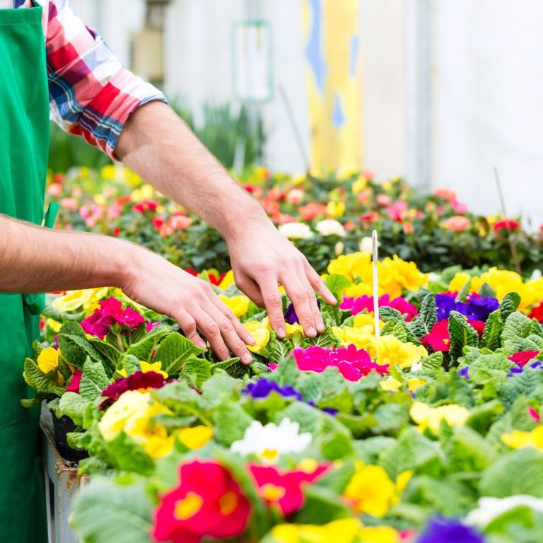 Jardinero seleccionando plantas de exterior para un jardín.