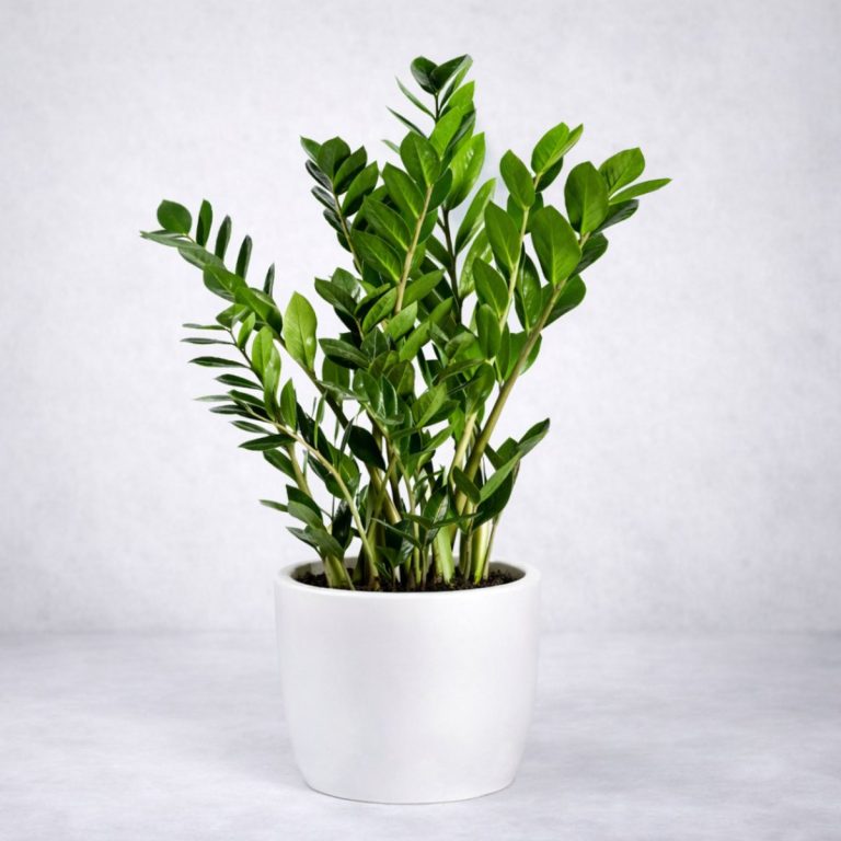 Planta de zamioculca en maceta blanca para envío a Ciempozuelos