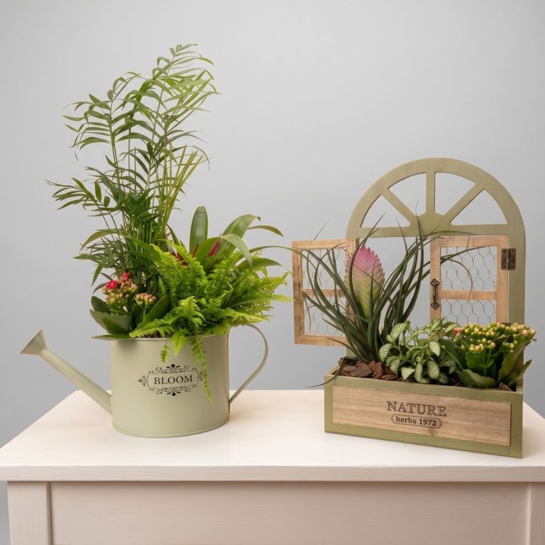 Cesta de plantas de interior, con calas y orquídeas, para enviar a Ciempozuelos