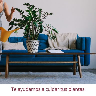 Asesoramiento en cuidado de plantas Persona cuidando planta ZZ en salón