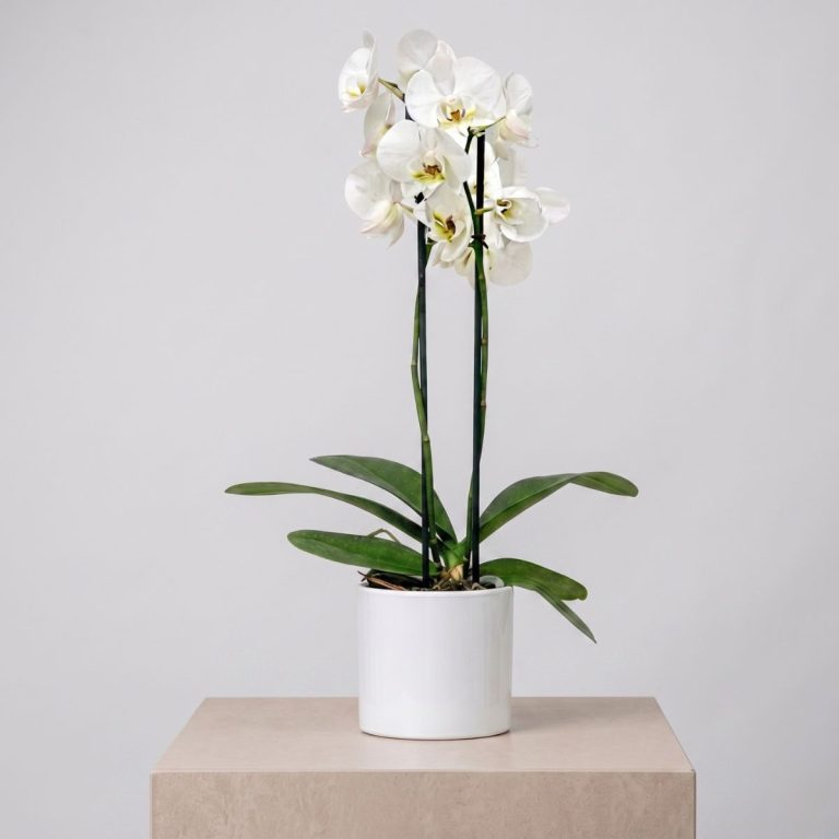 Planta de orquídea Phalaenopsis en color blanco, con una maceta decorativa blanca, para entrega en Ciempozuelos.
