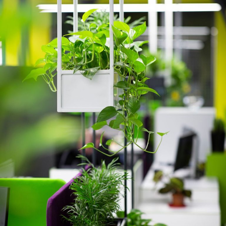 Decoración con plantas de interior para oficinas y espacios de trabajo en Madrid