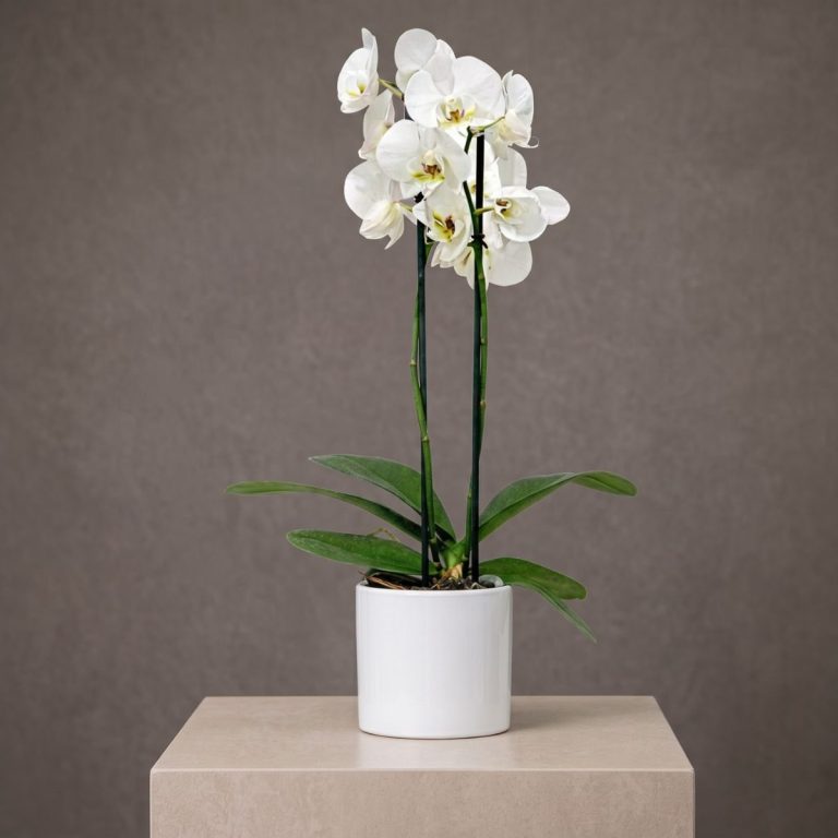 Ramo de flores en tonos amarillos, con anastasias, claveles, alstroemeria y solidago. Envíos especiales para empresas en Madrid