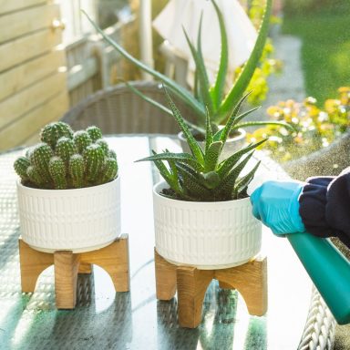 Persona cuidando plantas para prevenir plagas y enfermedades, están colocadas sobre una mesa