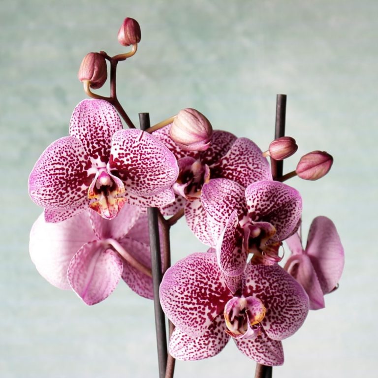 Detalle de flor de orquídea en color rosa para entrega en Ciempozuelos
