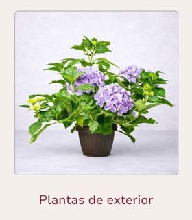 Planta de hortensia para exterior, con flores en color morado, colocada en una mesa.